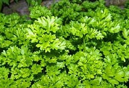 Parsley